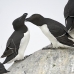 razorbill_msi_h_0924_can0751.jpg